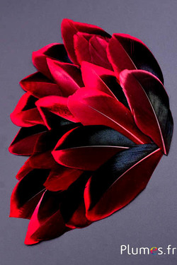 Pétales en plumes - 5-8 x 3-4 cm - carmin-noir